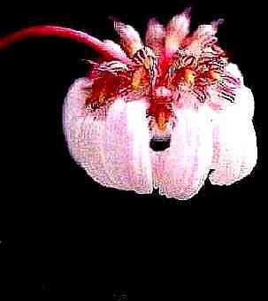 Bulbophyllum lepidum
